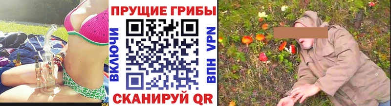 Псилоцибиновые грибы Psilocybe  Тында 